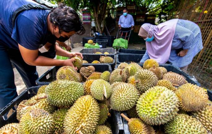 Tips pilih durian
