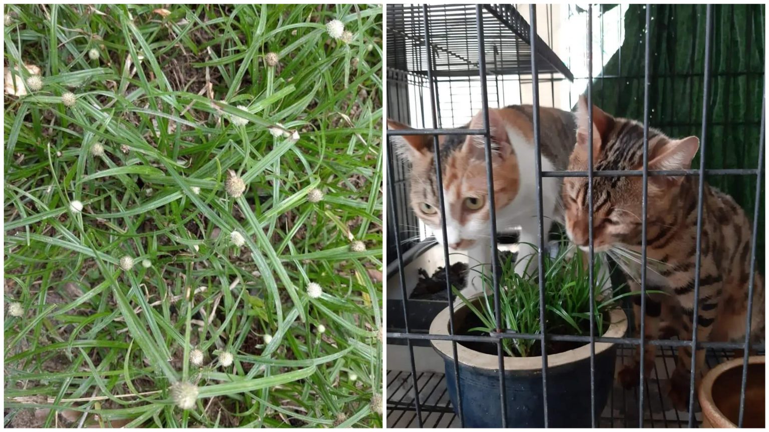 Rumput Helikopter / Pendul Untuk Kucing Sakit Parvo, Demam, Selesema