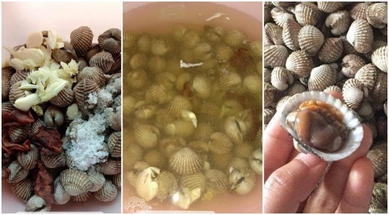 cara bersihkan kerang